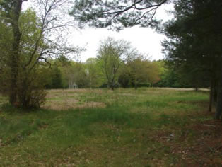 View of the cedar meadow