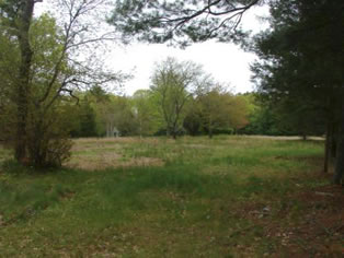 View of the cedar meadow