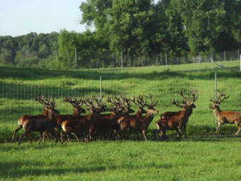 Deer Herd