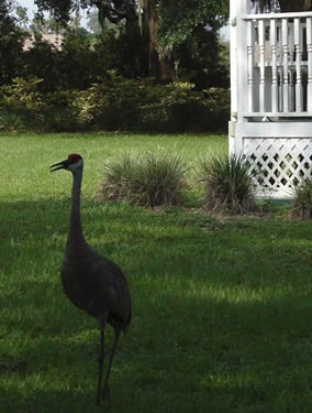 Wading Bird on Lawn